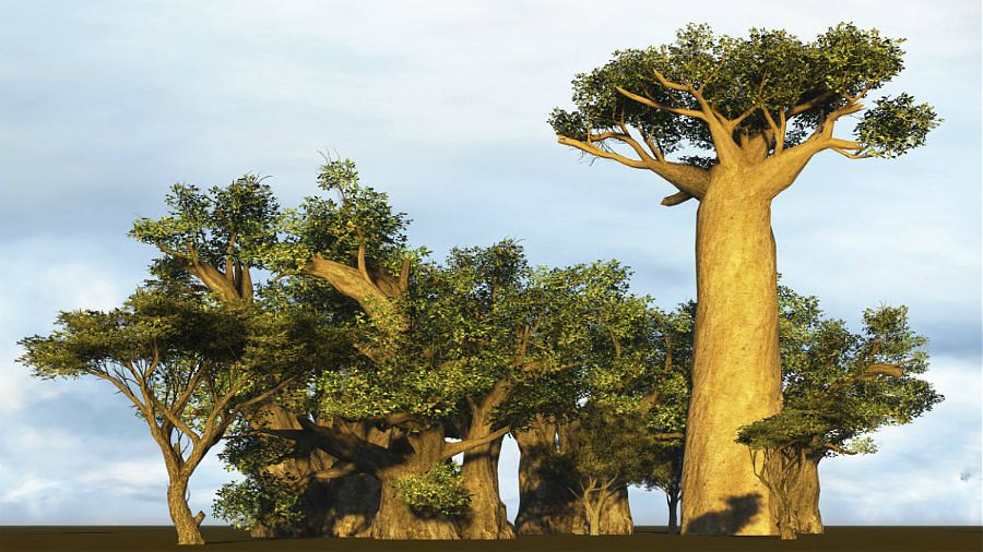 Hydrolyzed Baobab